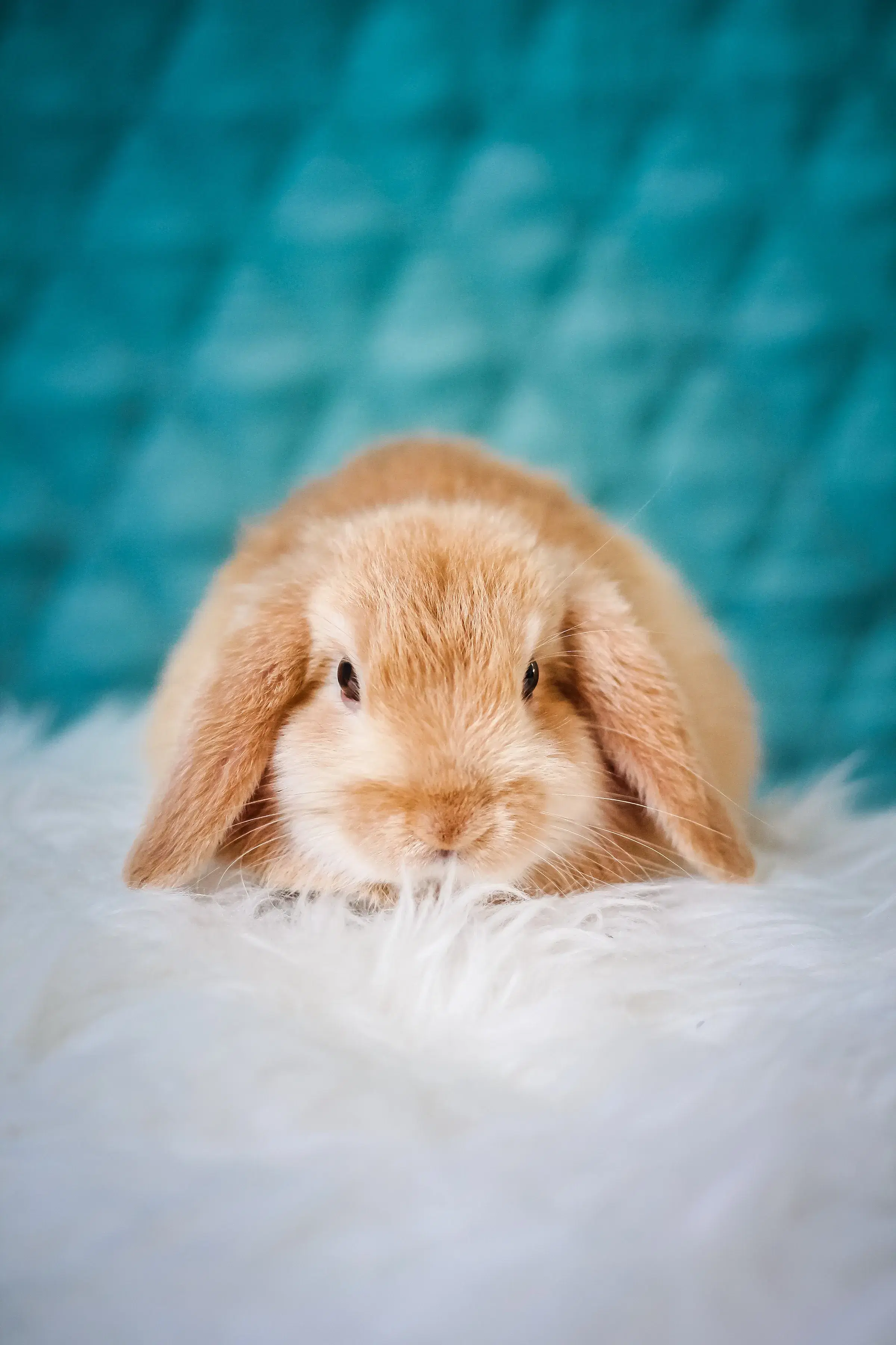 Small Animals