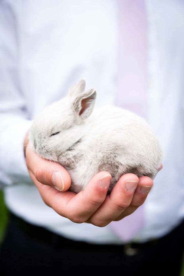 Beginners guide to rabit care