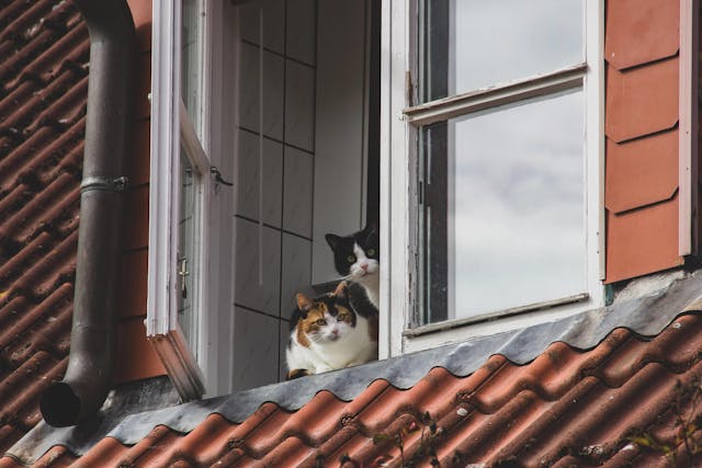 Multi-cat Homes